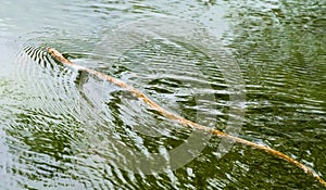 Brown Northern Water Snake