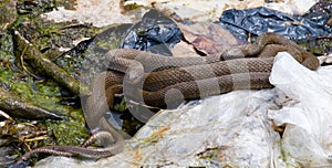 Brown Northern Water Snake