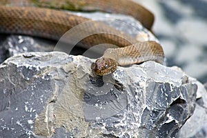 Brown Northern Water Snake