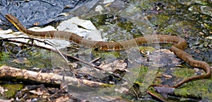 Brown Northern Water Snake