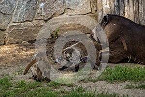 Brown-nosed Coati portrait in nature