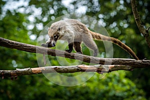 Brown-nosed Coati in zoopark