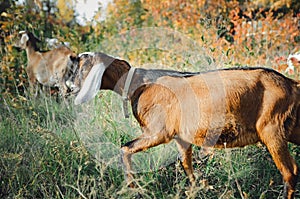 Brown nubian goat with long white ears