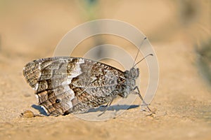 Brown nymphalidae butterfly