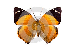 Brown Nymphalidae butterfly photo