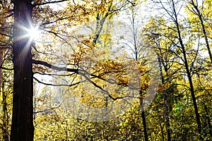 Brown oak branches lit by sun and yellowing trees