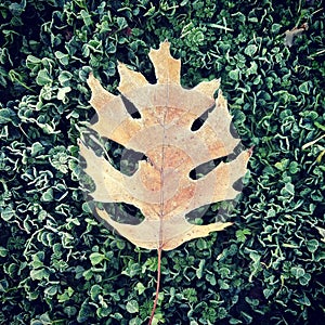 Brown Oak Leaf on Frosty Green Background