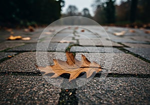 Brown Oak Leaf on Wet Cobblestone Pavement
