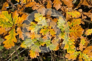 Brown oak leafs in autumn