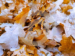 Brown oak leaves fallen on the ground