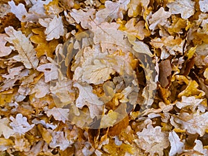 Brown oak leaves fallen on the ground