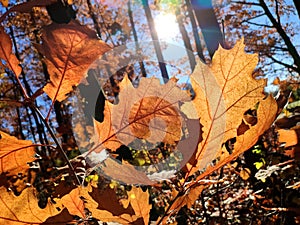 Brown oak leaves in forest on sunny autumn day. Brightly shining sun, blue sky