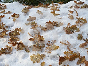 Brown oak leaves lie on snow-covered ground in winter