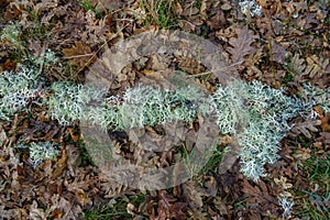 Oak tree leafs and branch with lichen