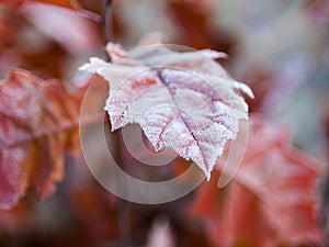 Brown oak tree leaves covered with hoarfrost