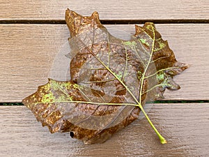 Brown October Leaf on a Bench in Fall