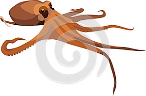 Brown octopus deep sea animal