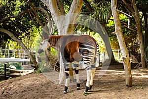 Brown okapi standing under a tree in the zoo