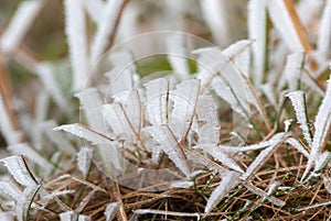 Brown old grass picturesquely  covered with white frost photo