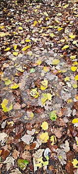On brown old leaves yellow, yellow autumn leaves, fall, autumn couple lie