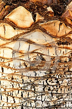 Brown old palm tree trunk texture. Close-up