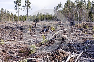 Brown old pine tree branches left after year ago forest clear cut in Northern Sweden, late autumn day, no live trees left - just