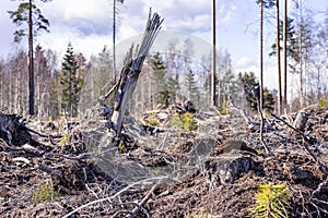 Brown old pine tree branches left after year ago forest clear cut in Northern Sweden, late autumn day, no live trees left - just