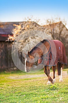 Brown old sick horse with caparison in the farm yard in spring photo