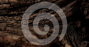 brown old snag. aged wood texture. driftwood closeup.