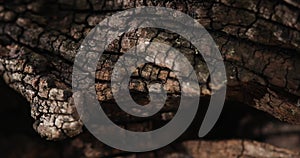 brown old snag. aged wood texture. driftwood closeup. dry branches and roots of a pomegranate tree macro shot.