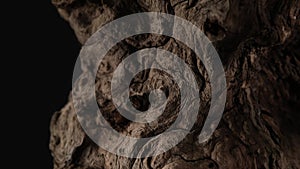 brown old snag. aged wood texture. driftwood closeup. dry branches and roots of a pomegranate tree macro shot.