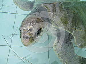 Brown Olive Ridley turtle in a healing pool