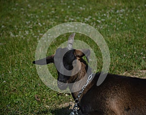 A brown one-horned goat in the green field