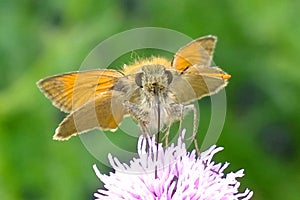 Brown orange butterfly feeding on thistle