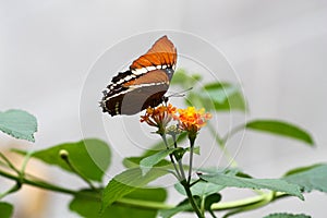 Brown and Orange butterfly on orange flowers