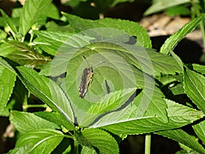 brown orange butterfly perched with closed wings on different shades of geometric leaves