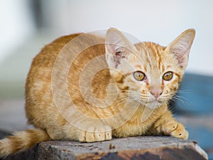 A brown-orange cat.