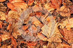 Brown and orange leaves carpet the earth
