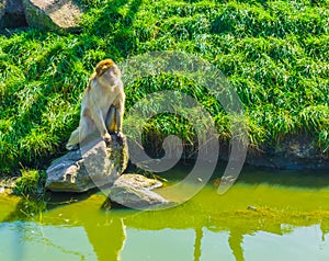 Brown orange monkey sitting on a rock on the water with a green grass hill background