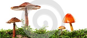 Brown and orange mushrooms on wet and humid green mossy log. Isolated on white photo