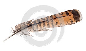 Brown and orange striped feather