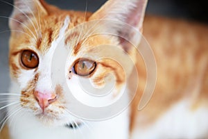 Brown orange tabby cat lying on the floor