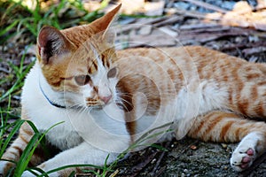 Brown orange tabby cat lying on the floor