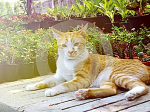 Brown orange tabby cat lying on the floor