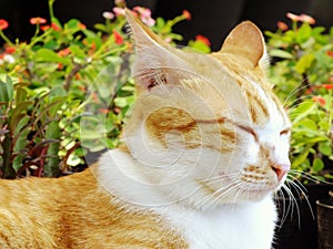 Brown orange tabby cat lying on the floor