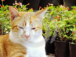 Brown orange tabby cat lying on the floor