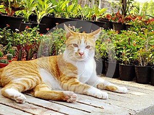 Brown orange tabby cat lying on the floor