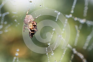 Brown Orb Weaver Spider on Web Wrapping Prey in Silk