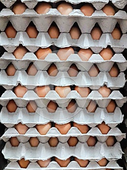 Brown organic cage-free eggs
