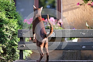 A brown oriental cat climbed onto a bench